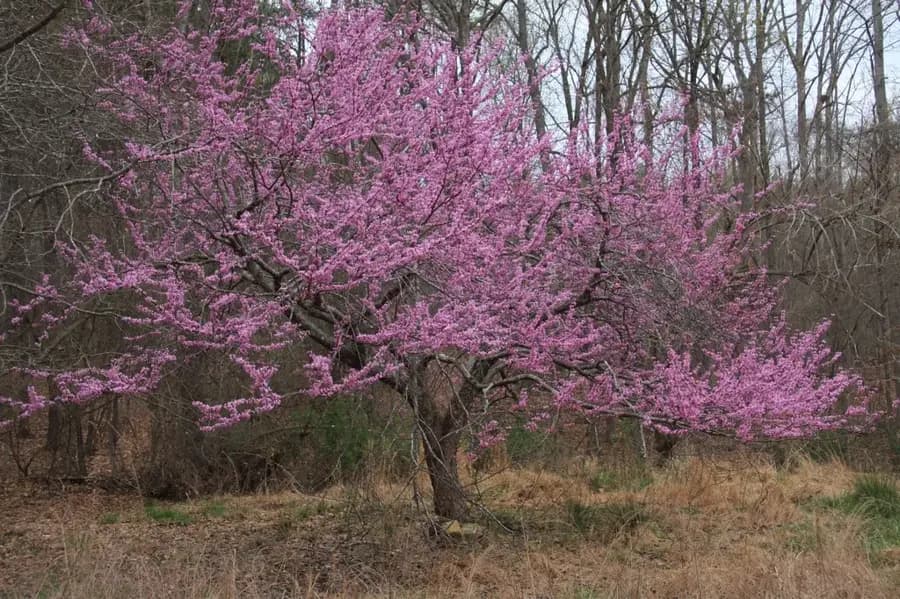 Eastern redbud covered in pink spring flowers