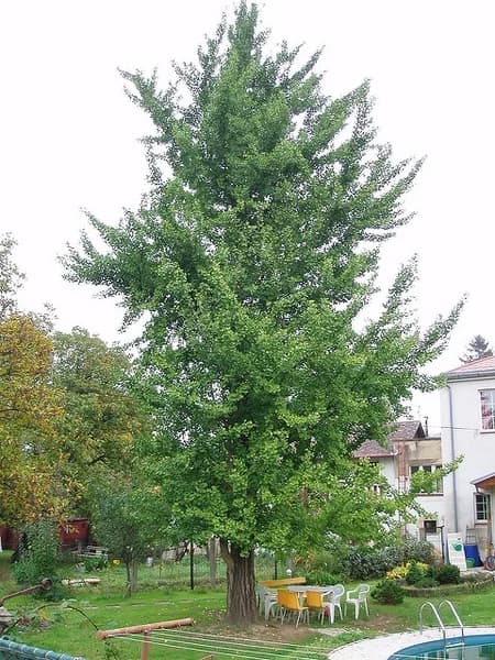 Ginkgo biloba — ginkgo