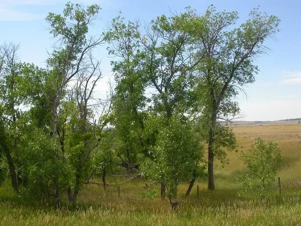 Green ash trees with compound foliage in an open landscape