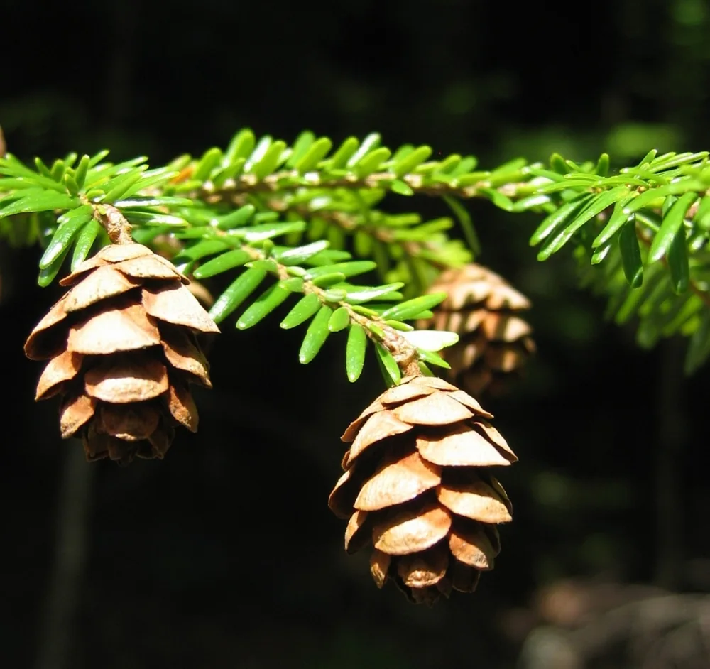 Eastern hemlock seed cones hanging from branches