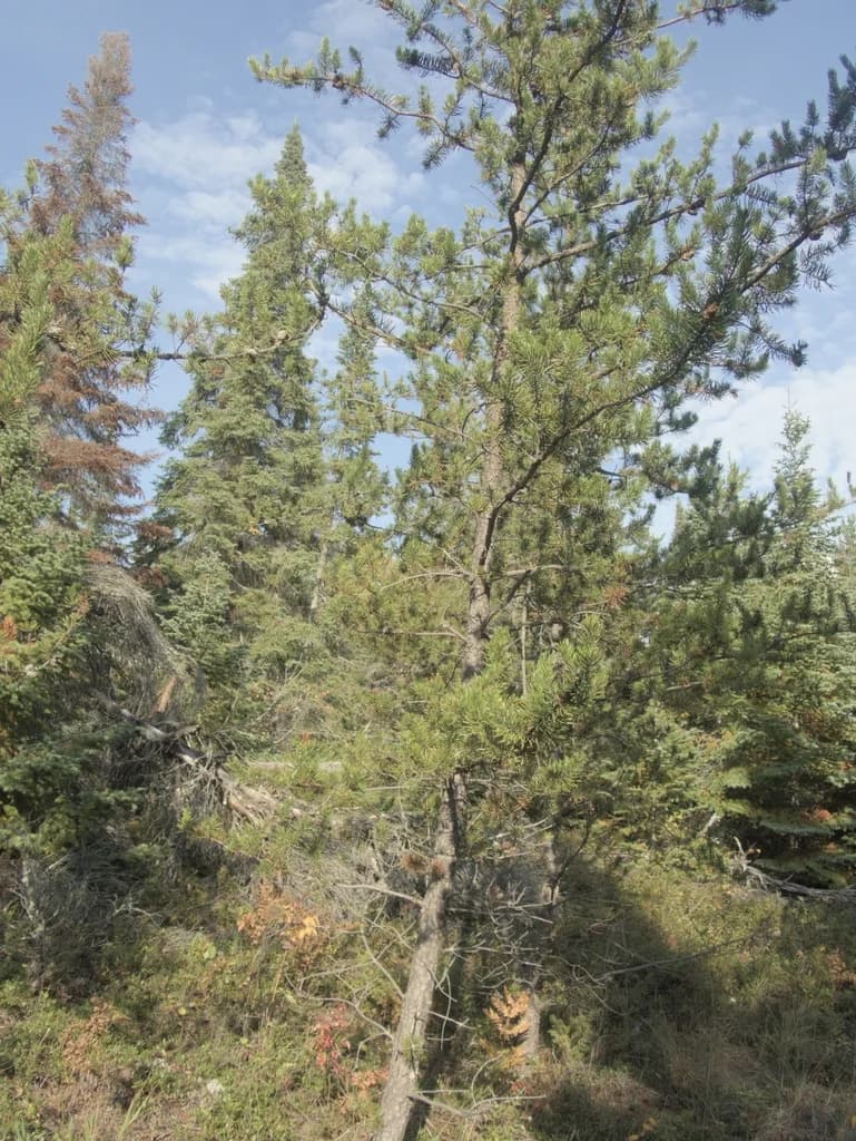 Jack pine with an irregular spreading crown in Manitoba