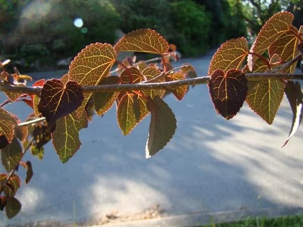 Rounded heart-shaped Katsura leaves with finely toothed edges