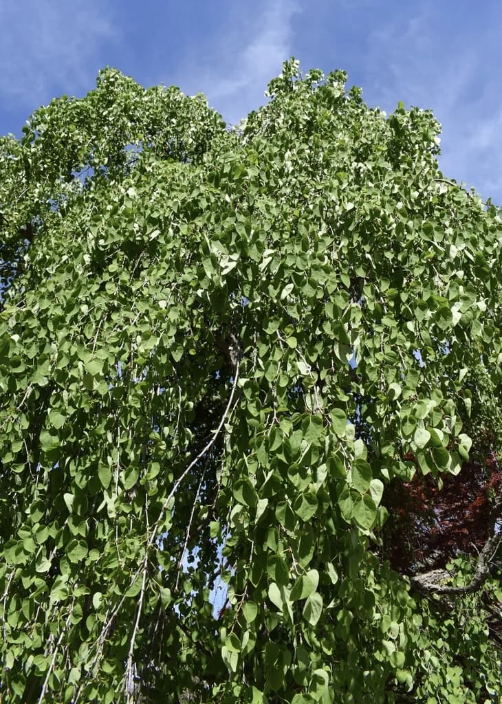 Drooping branches on a weeping Katsura cultivar