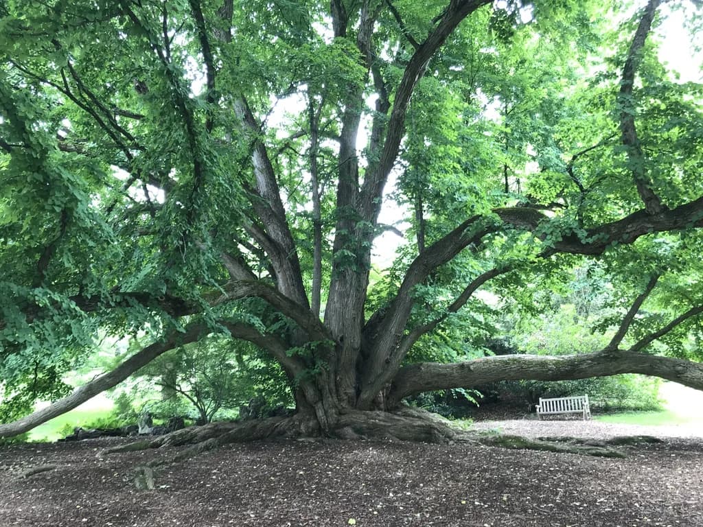A mature Katsura tree at Morris Arboretum