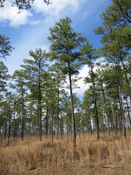 Growing in a stand — loblolly pine