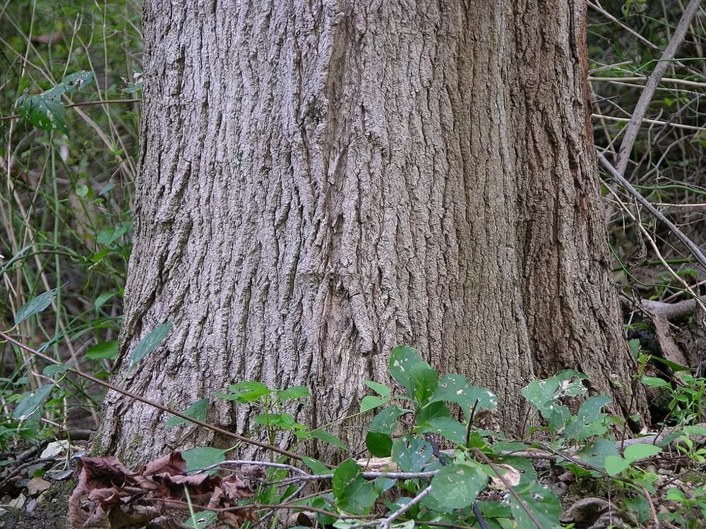 Ridged bark at the base of a sugar maple trunk