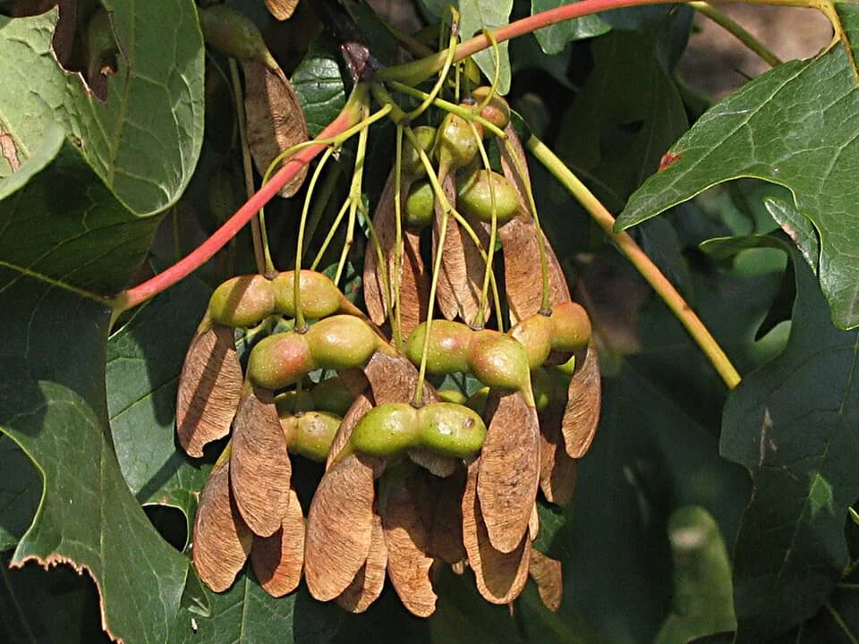 Paired sugar maple samaras hanging from a leafy branch
