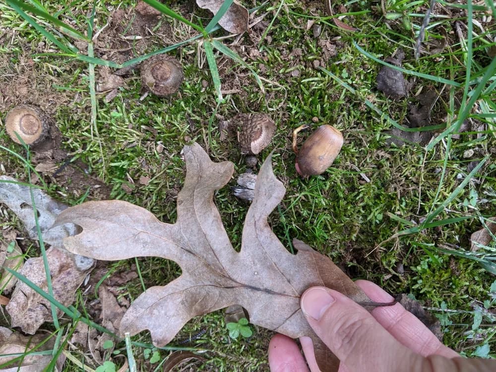 White oak leaf beside an acorn and its cap