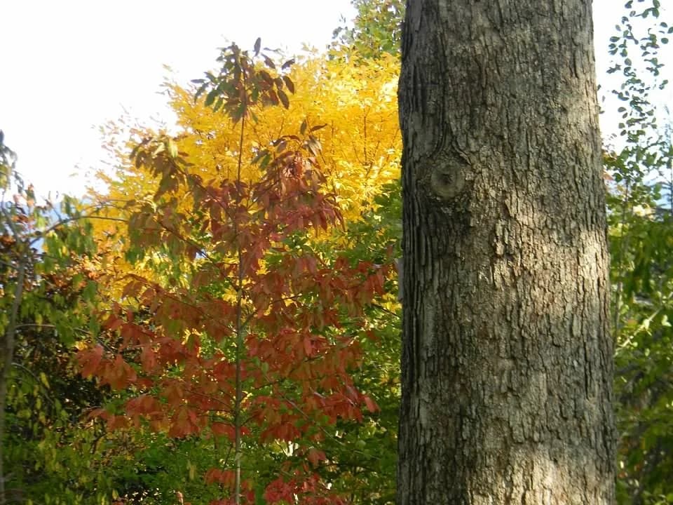 Gray bark on a mature white oak trunk