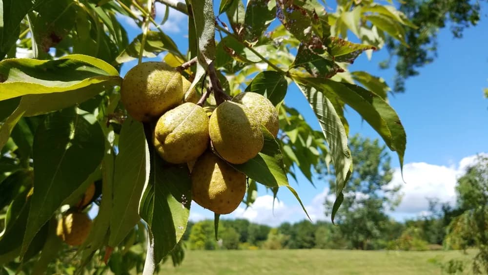 Fruit, capsule. — ohio buckeye
