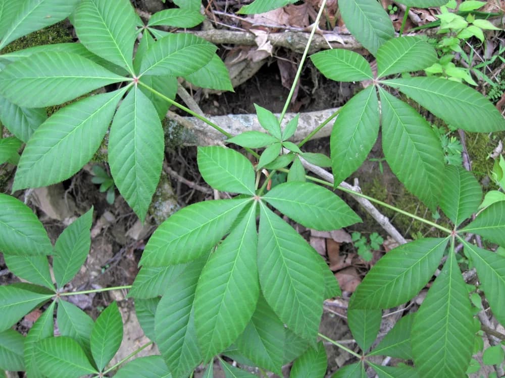 Palmately compound leaves. — ohio buckeye