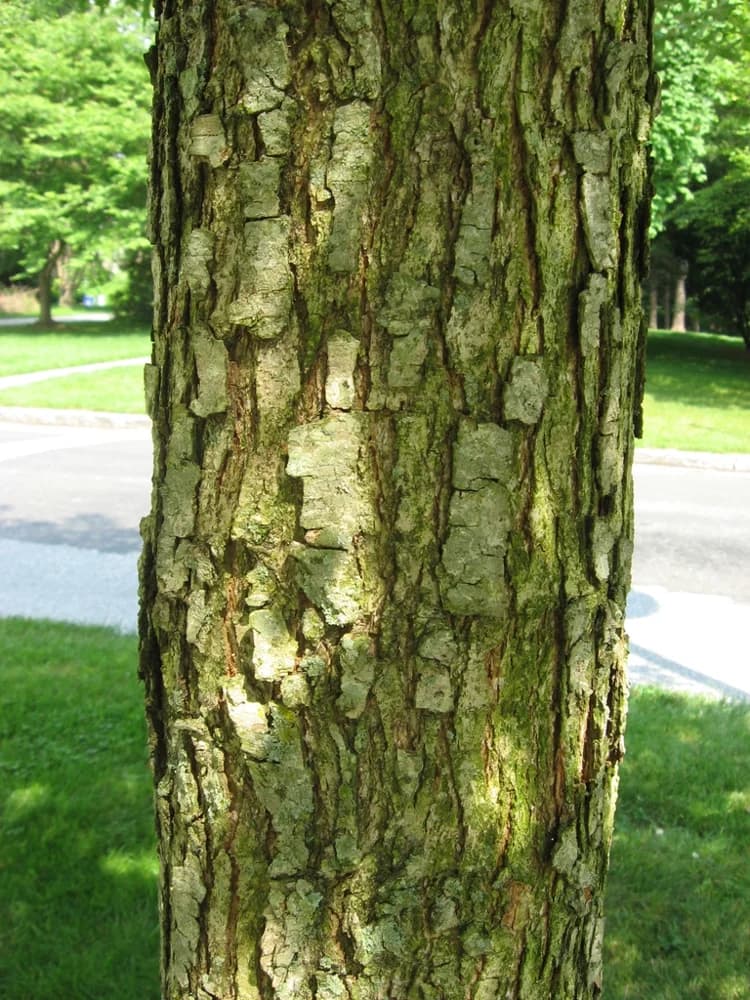Bark — overcup oak