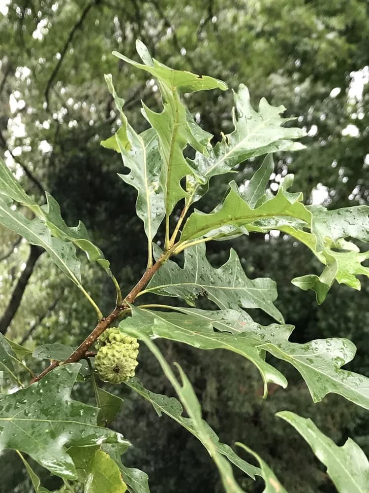 Leaves and acorns (Morris Arboretum, Philadelphia, PA) — overcup oak