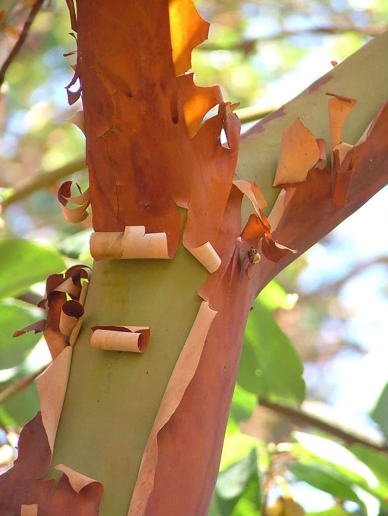 Peeling reddish bark and smooth exposed surface on Pacific madrone
