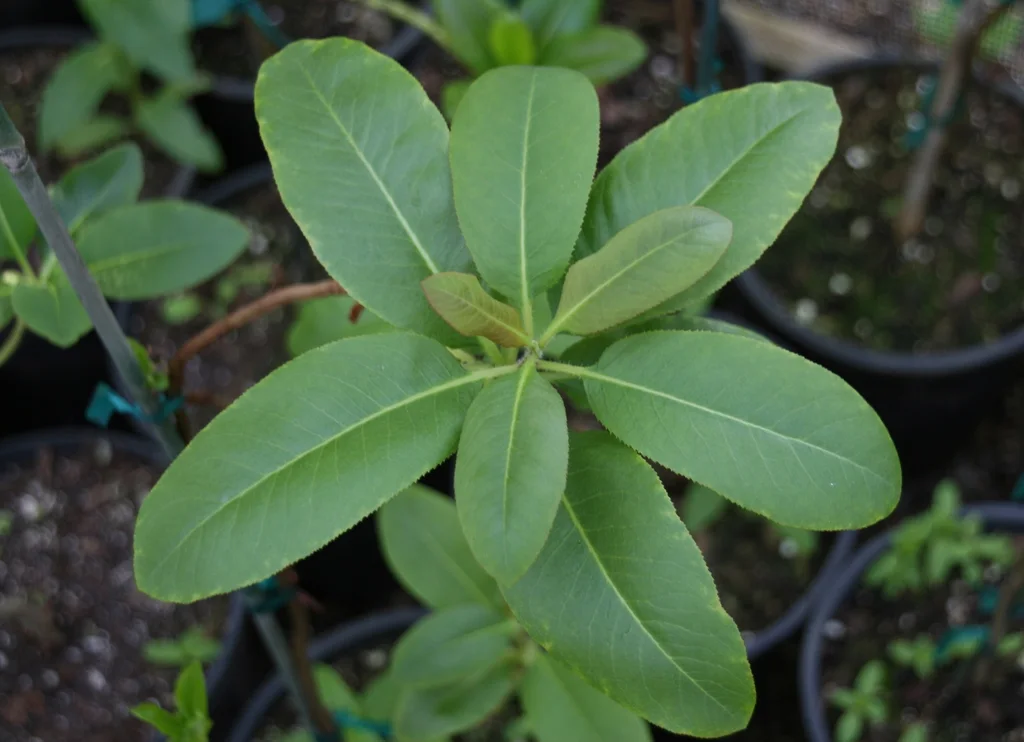 Glossy oval Pacific madrone leaves