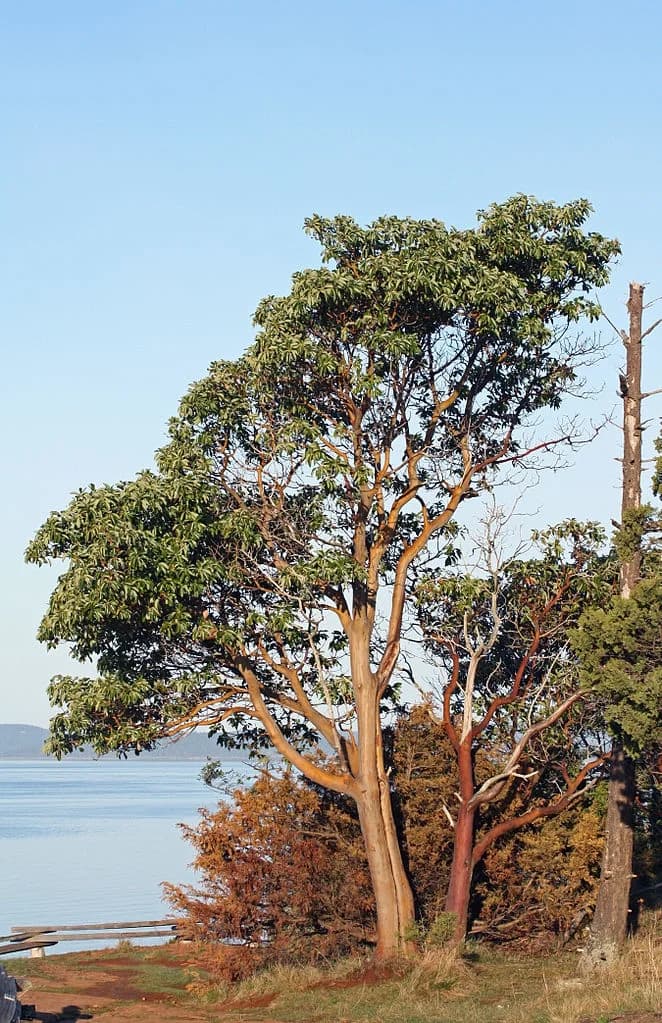 Pacific madrone with a broad leafy crown
