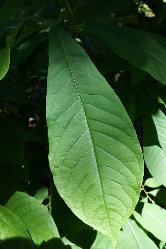 Asimina triloba. Leaf — pawpaw