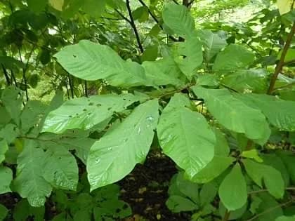 Asimina triloba, Buncombe Co. NC, early fall — pawpaw