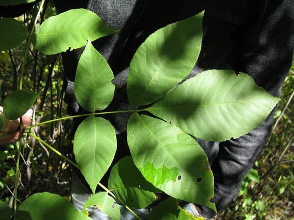 Leaves — pignut hickory