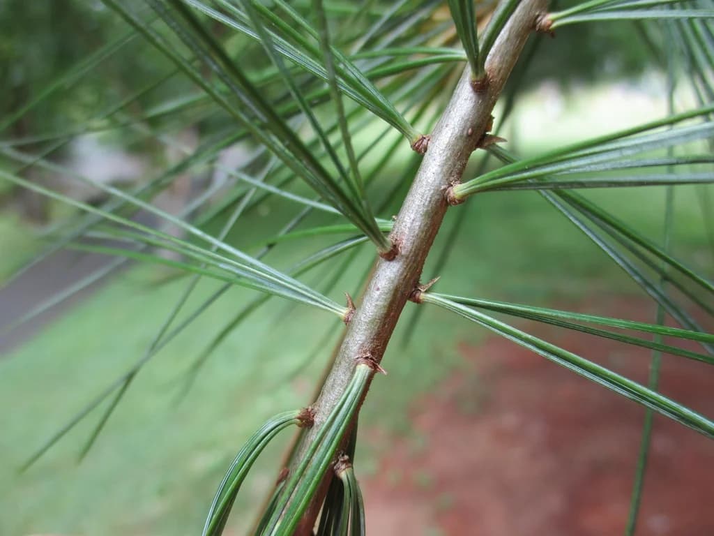 Close view of Eastern white pine needles growing in bundles along a twig