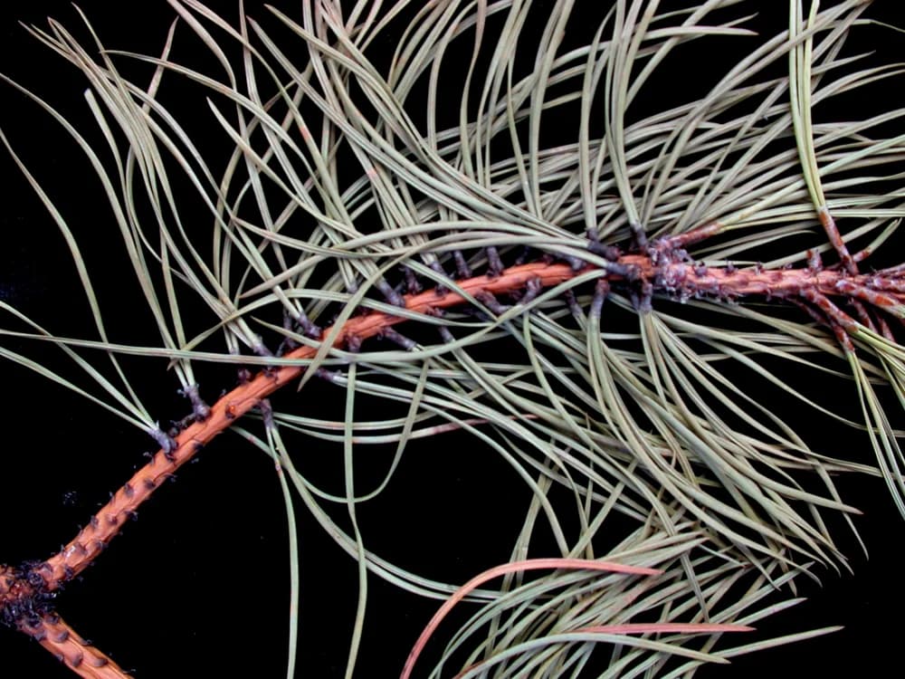 Dried pitch pine twig showing needles in bundles of three