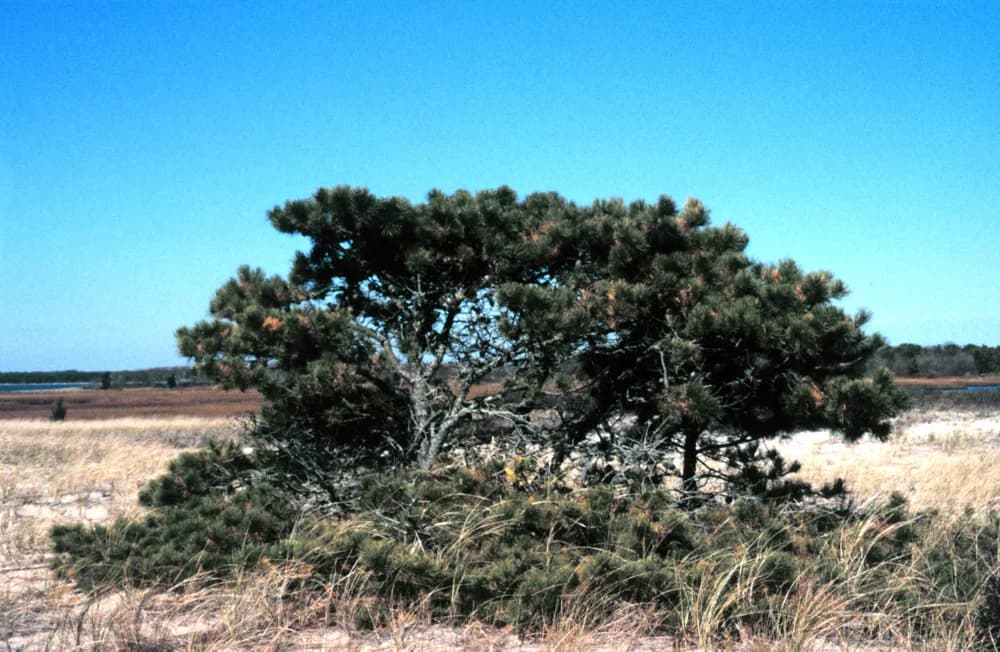 Pitch pine with an irregular crown at Waquoit Bay, Massachusetts