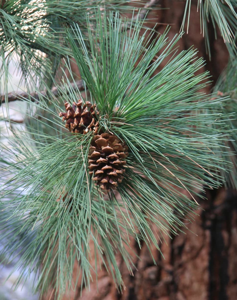 Long bundled ponderosa pine needles and prickly seed cones
