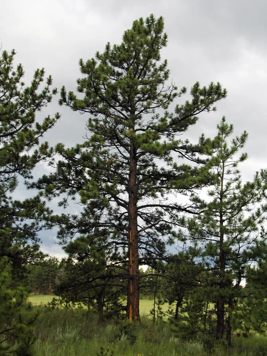 Ponderosa pine growing at Florissant in Colorado