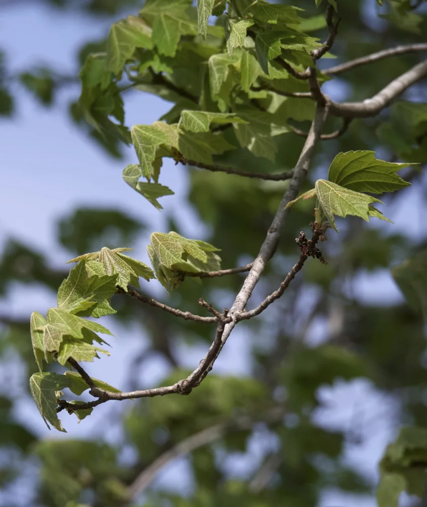 New red maple leaves emerging beside buds