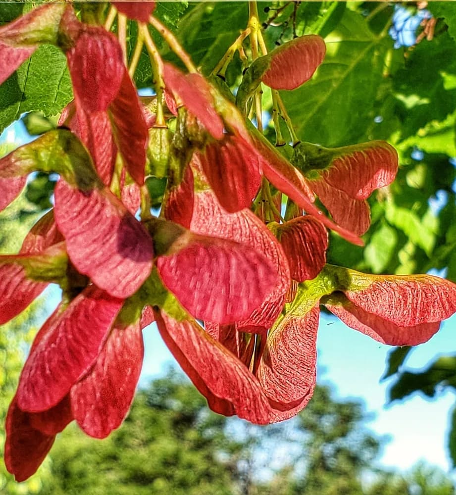 Paired red maple samaras with red wings