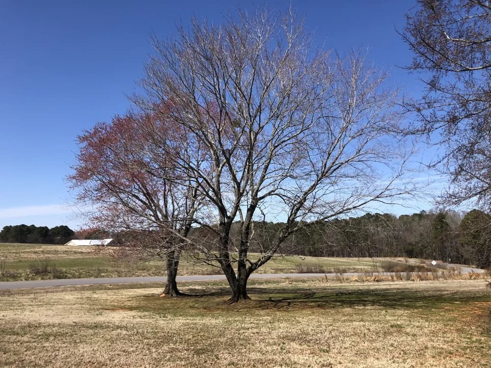 Red maple crown and trunk in early spring