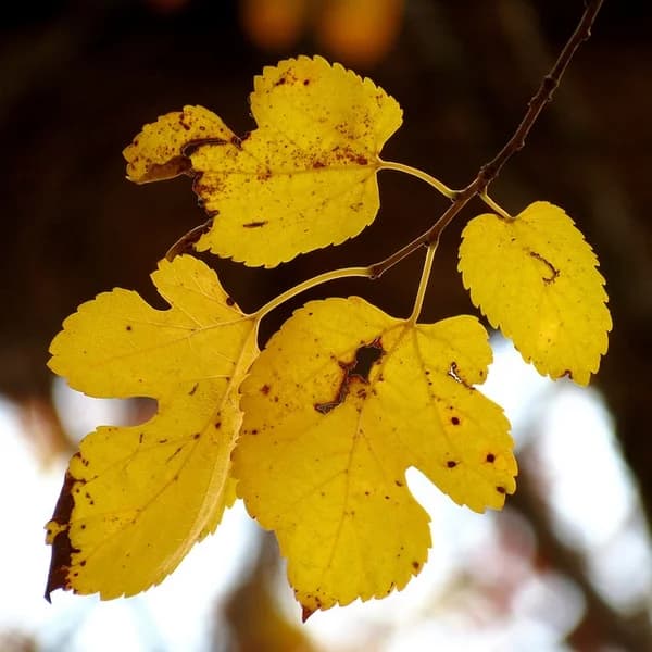 Morus rubra Autumn Leaves — red mulberry