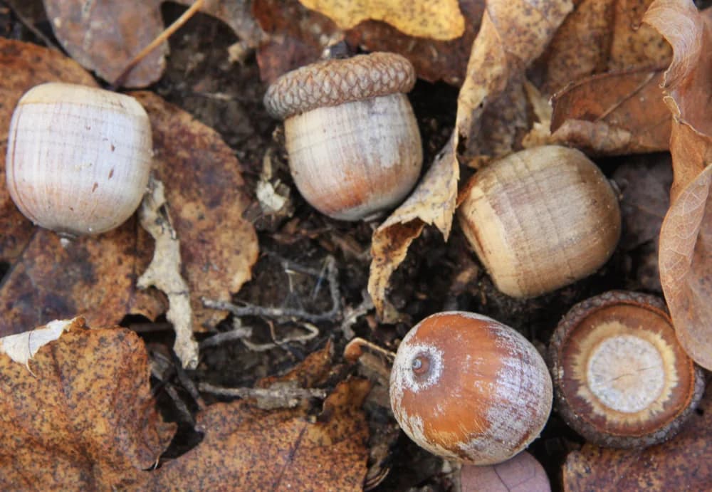 Northern red oak acorns and their shallow caps on the forest floor