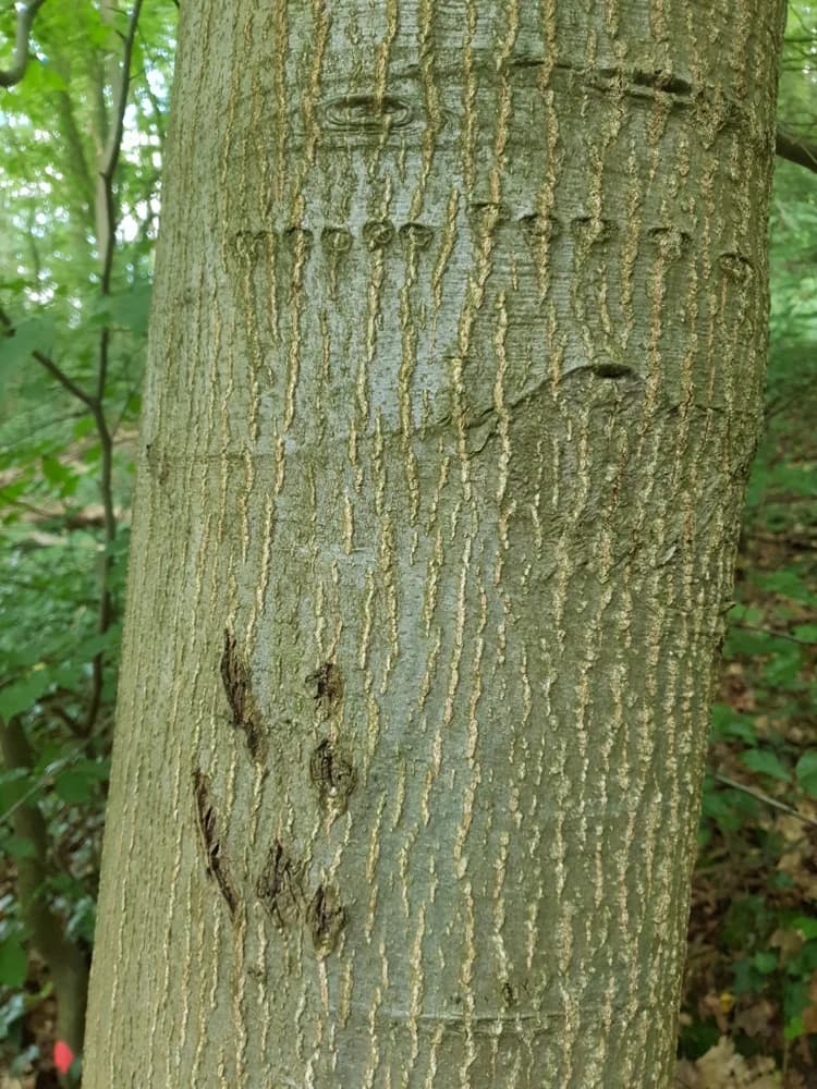 Gray ridged bark of a northern red oak