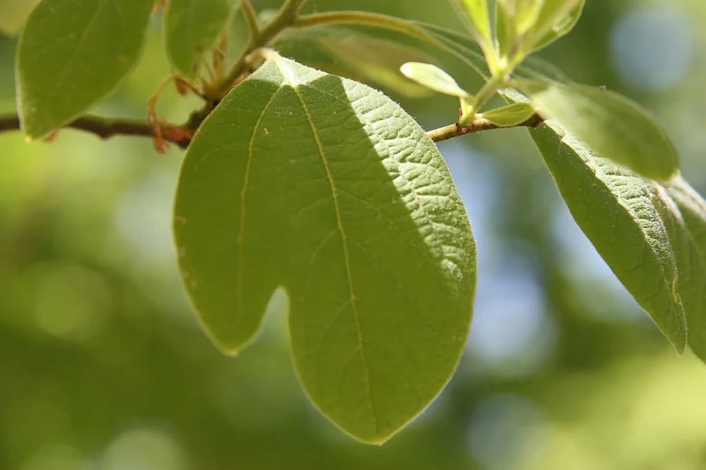 Different leaf shape