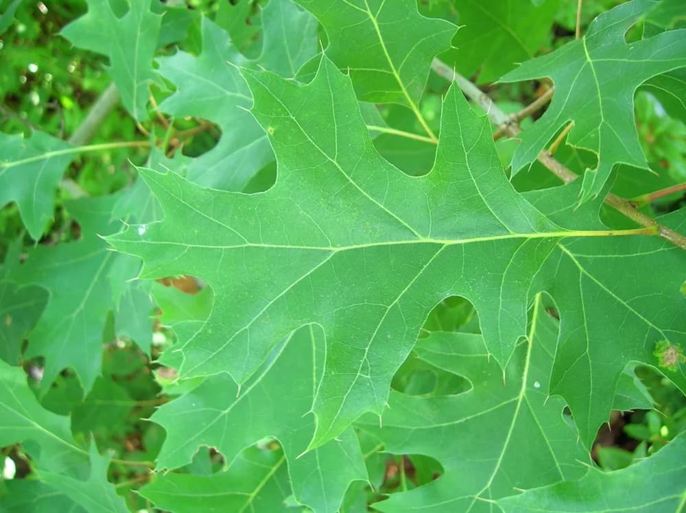 Leaf closeup — scarlet oak