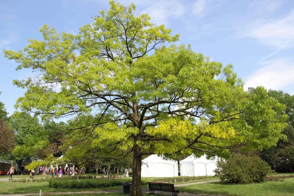 Form — scarlet oak