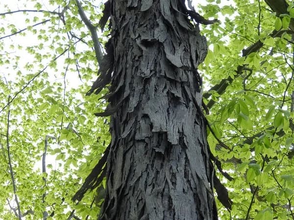 Shaggy bark