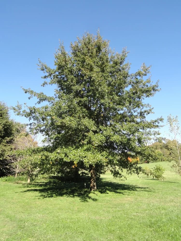 Quercus imbricaria - Form — shingle oak