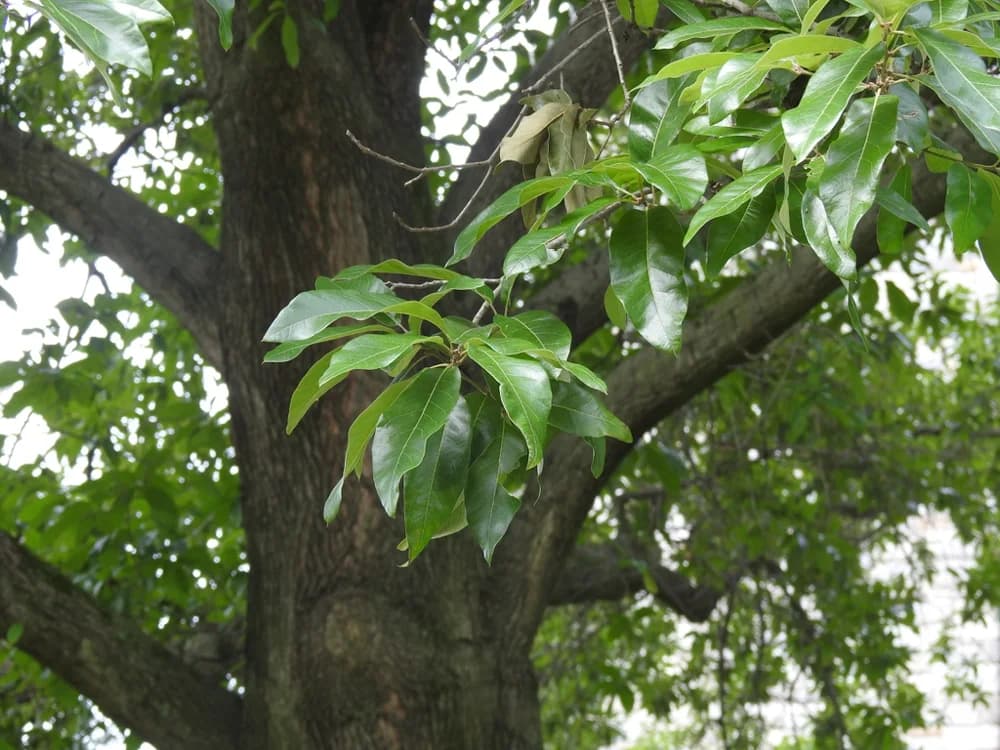 Quercus imbricaria - Leaves — shingle oak