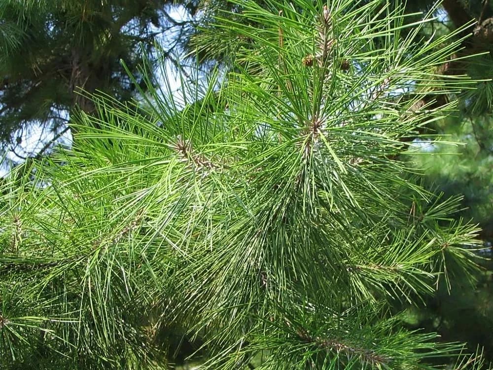 Branch — shortleaf pine
