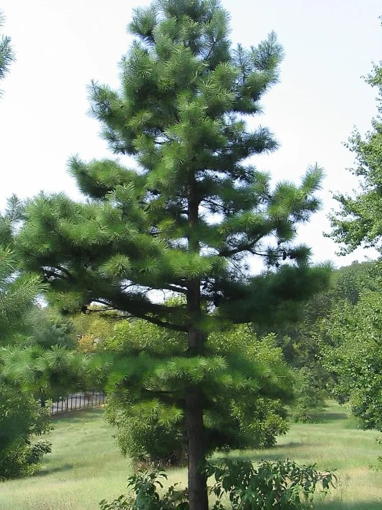 Form — shortleaf pine