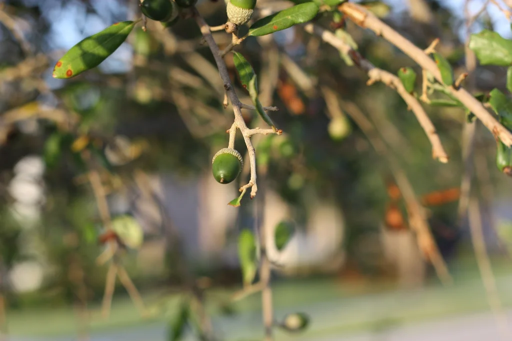 Southern live oak acorns and leathery leaves on a twig