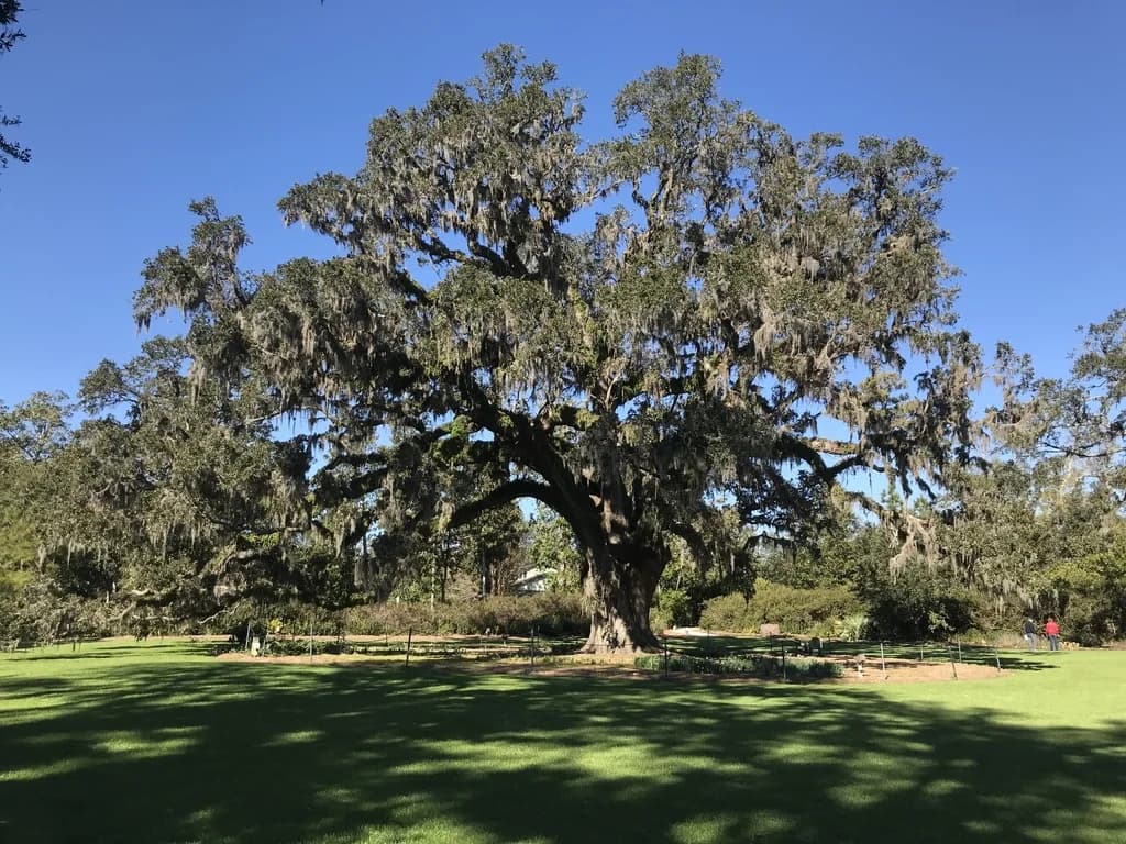 Mature Southern live oak with a broad spreading crown
