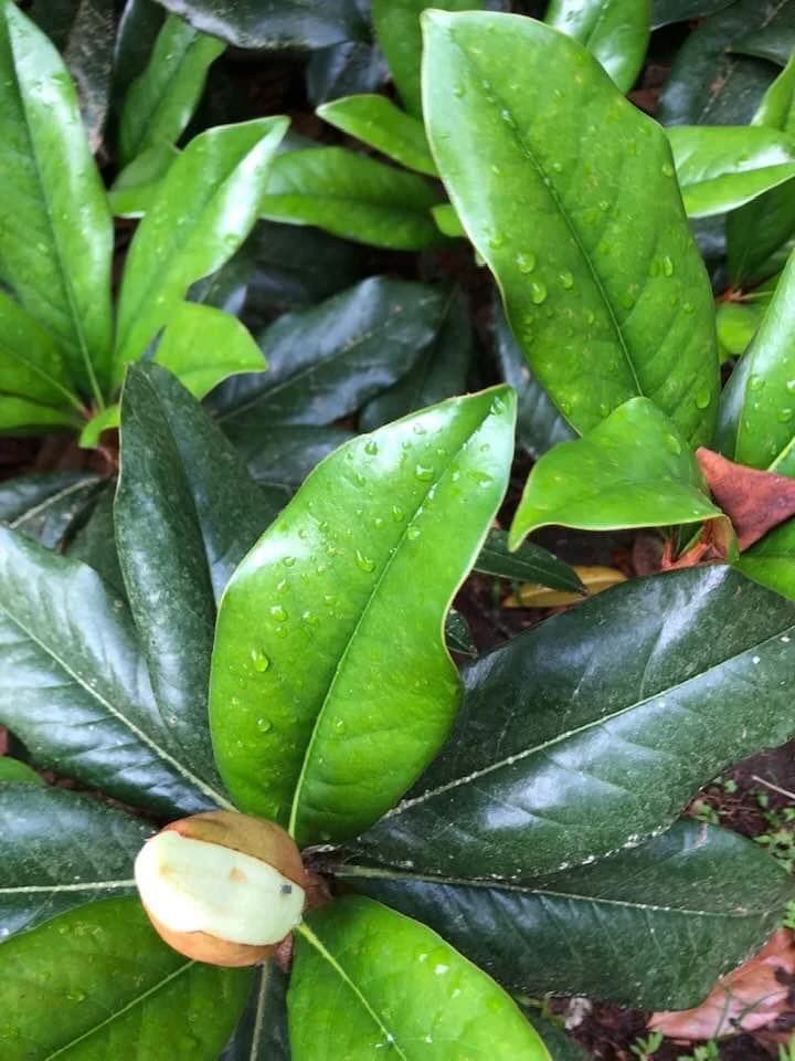 Flower and Leaves (Wake County, NC)-Summer — southern magnolia