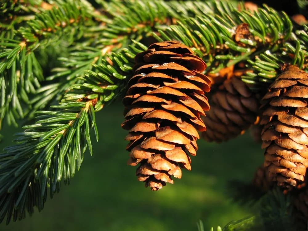 A brown red spruce seed cone