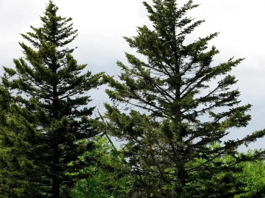 Red spruce: form