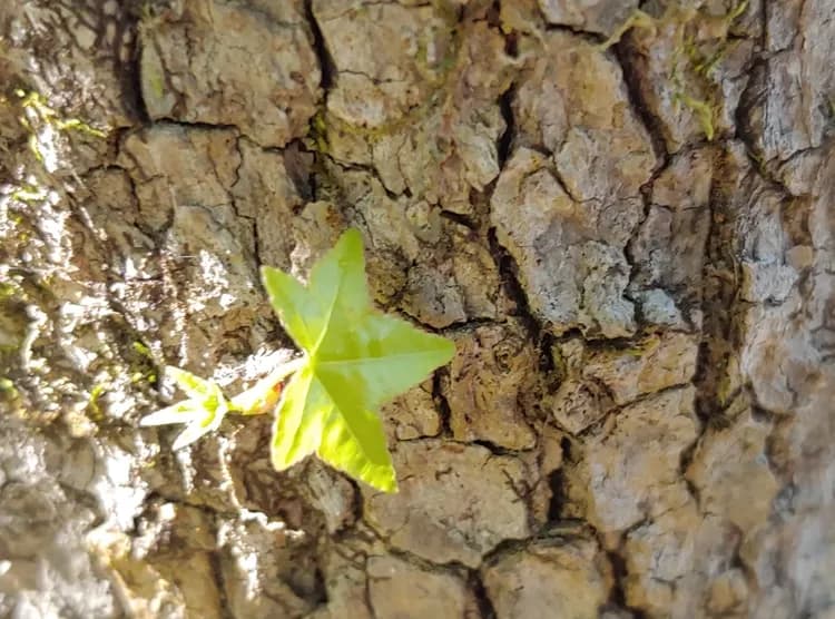 Star-shaped sweetgum leaf beside ridged bark