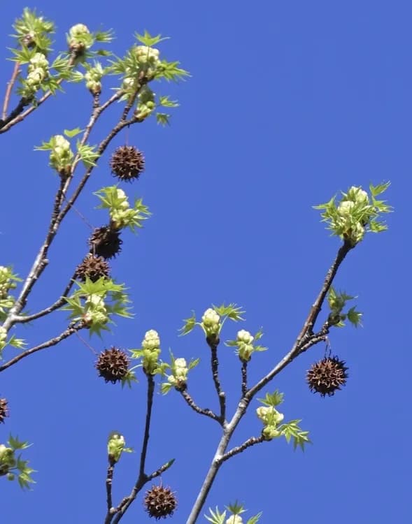 Sweetgum branch with emerging leaves and hanging brown fruit clusters