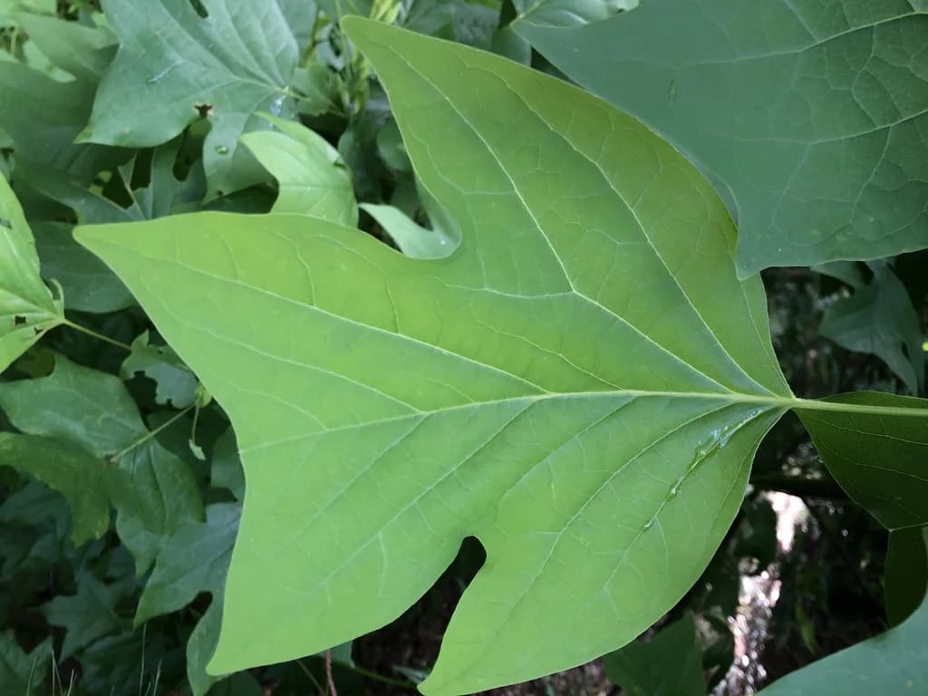 Close-up of the distinctively shaped, 4-lobed leaf.